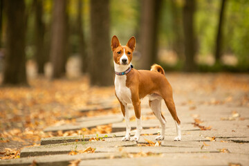 Basenji dog in autumn park