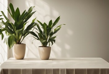 Soft beige cotton tablecloth on counter table tropical dracaena tree in sunlight on white wall back