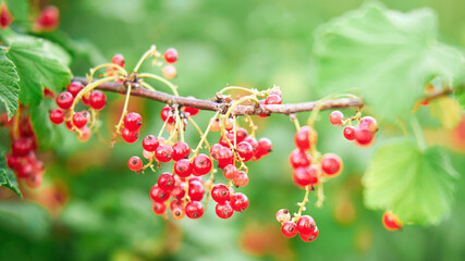 Red currant berries on a branch with green leaves