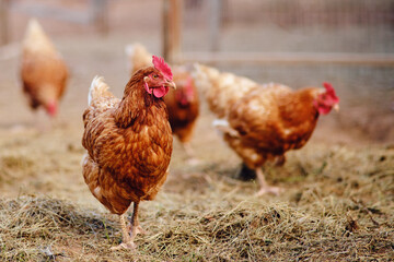 The portrait of the chicken showcases its brown feathers and sharp beak