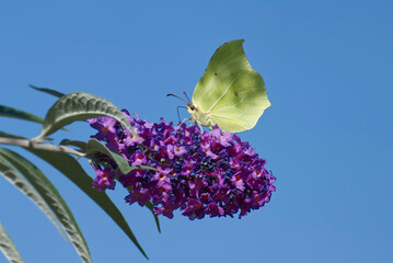 Common brimstone butterfly (Gonepteryx rhamni) perched on summer lilac in Zurich, Switzerland