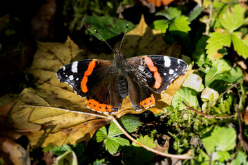 Red admiral butterfly (Vanessa Atalanta) perched on a brown leaf in Zurich, Switzerland