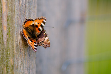 Two butterflies are sitting on a wooden fence, a couple, Nymphalis urticae is a day butterfly from the family Nymphalidae, a species of the genus Aglais.