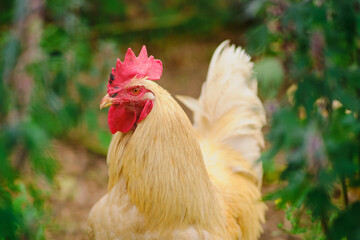 The brown rooster, a domestic fowl, proudly roams the farm, its beak glistening in the sunlight