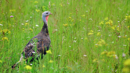 The portrait of a wild turkey shows its magnificent feathers and impressive stature.