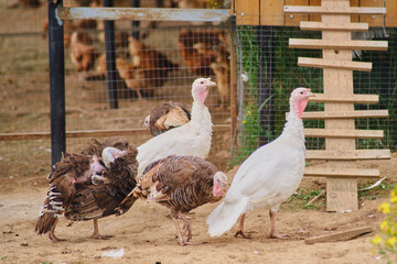 The brown feathered birds, including turkeys, are exploring the house with no people around.