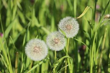 Blühender Löwenzahn