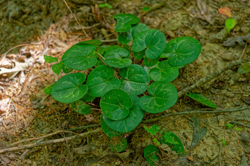 Wild ginger in the forest