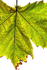 close-up green leaf isolated on white background