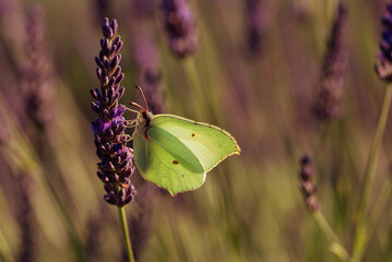 Motyl cytrynek siedzący na lawendzie  © Elżbieta Kaps