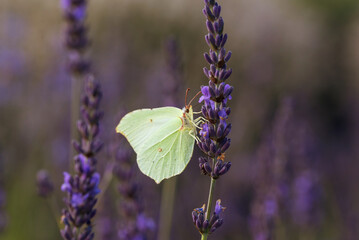 Motyl cytrynek siedzący na lawendzie  © Elżbieta Kaps