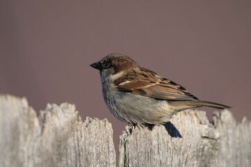 Small House sparrow perched atop a weathered wooden fence post with a blurred background
