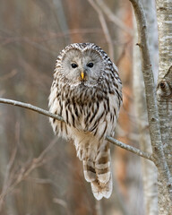 Ural owl on a tree in forest - 672371707