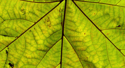close-up detail of green leaf texture 