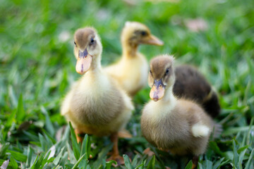 Ducklings walking on grass