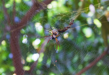 Golden Orb Weaving Spider on web
