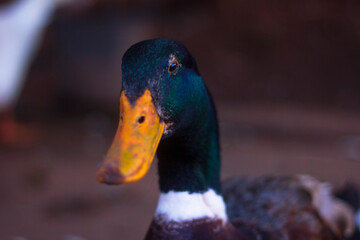 Mallard Duck close up