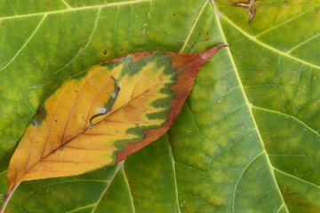 autumn leaf on a big green leaf background