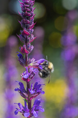 Bee on Salvia nemorosa ‘Caradonna’