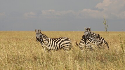 Zèbre dans la savane - Tanzanie