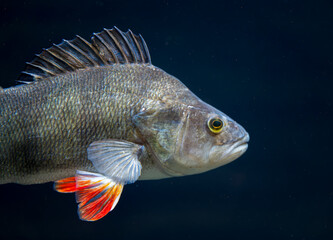 Detail of the Perch fish swimming in the water.