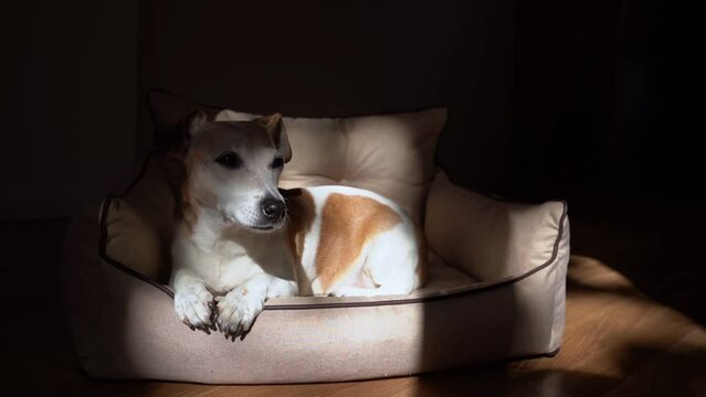 Dramatic contrast shadows moving on dog face. White small dog lying down in pet sofa looking in camera. Relaxed tired closing eyes. atmospheric dark video footage. windy outside. Senior elderly doggie