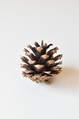 Single Pine Cone on White Background