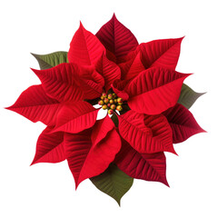 poinsettia flower isolated on transparent background
