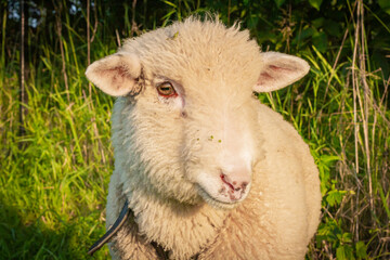 Baranek pasący się na łące   Lamb grazing in the grassland © Adrian White