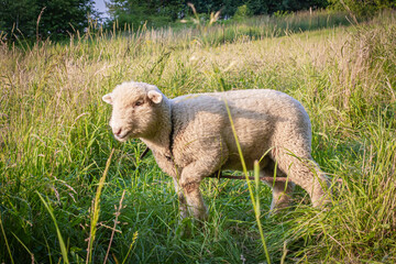 Baranek pasący się na łące   Lamb grazing in the grassland © Adrian White