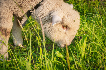 Baranek pasący się na łące | Lamb grazing in the grassland