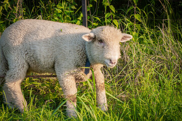 Baranek pasący się na łące | Lamb grazing in the grassland - obrazy, fototapety, plakaty