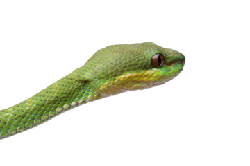 close up of a head viper snake