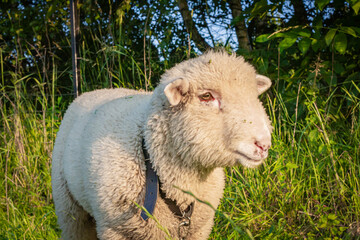 Baranek pasący się na łące   Lamb grazing in the grassland © Adrian White