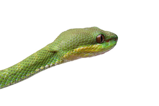 close up of a head viper snake