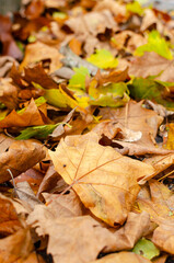 selective focus, dry leaves on the ground fallen in fall