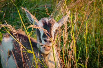 Koza pasąca się na łące ujęcie z bliska   Goat grazing in the meadow close up shot © Adrian White