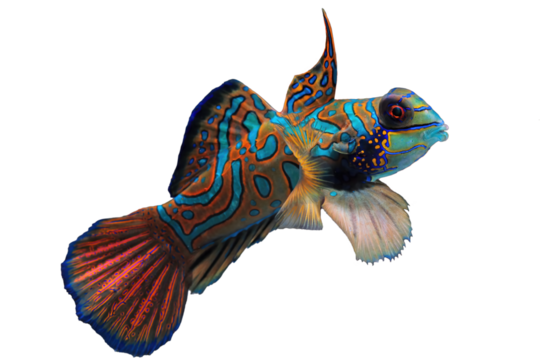 close up of a mandarin fish 