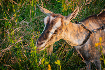 Koza pasąca się na łące ujęcie z bliska | Goat grazing in the meadow close up shot