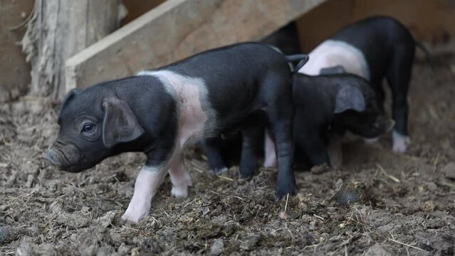 Small Cub of a Black Belted Pig just one week old - Slovenian Autochthonous Breed