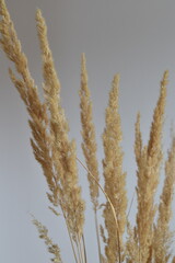 Fototapeta premium Dried Golden Grass Against a Soft Background