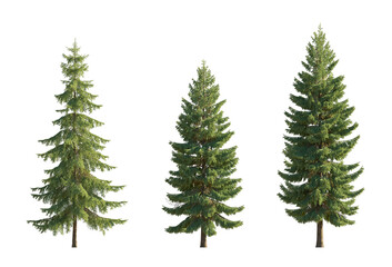 Set of spruce picea abies and pungens colorado blue big tall green fir evergreen pinaceae needled tree isolated png big tall on a transparent background perfectly cutout
 - obrazy, fototapety, plakaty