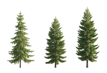 Fotobehang Set of spruce picea abies and pungens colorado blue big tall green fir evergreen pinaceae needled tree isolated png big tall on a transparent background perfectly cutout  © Roman
