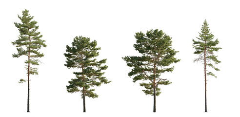 Set of Pinus sylvestris Scotch pine spruce big tall tree isolated png on a transparent background perfectly cutout Pine Pinaceae pine Baltic Pine fir - obrazy, fototapety, plakaty