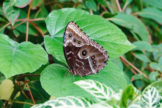 Closeup shot of a morpho butterfly resting on a leaf. - Powered by Adobe