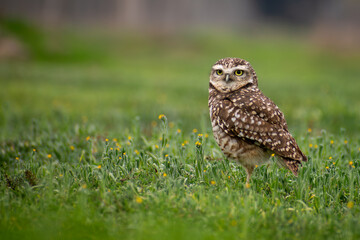 Buho (owl)