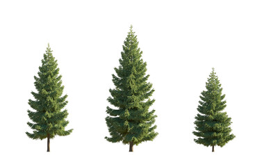 Set of spruce picea abies and pungens colorado blue green fir evergreen pinaceae needled tree isolated png medium and small  on a transparent background perfectly cutout
