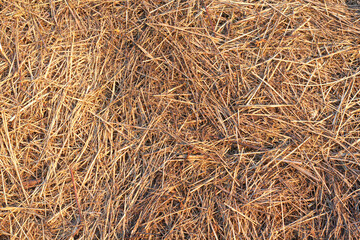 Tekstura siana | Hay / dried grass texture