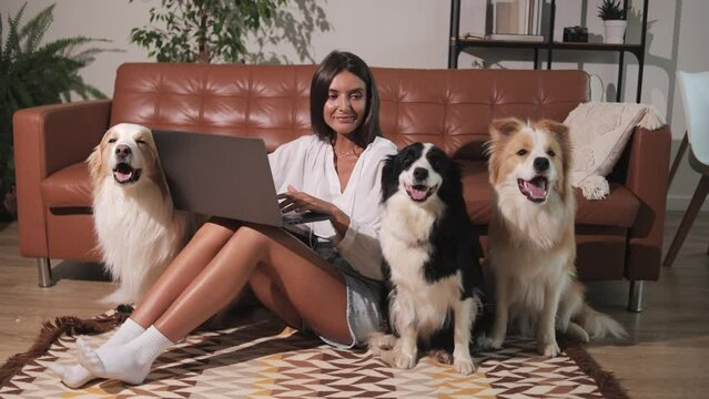 Young beautiful girl on couch with three cute red-haired and black and white Border Collie dogs. Laptop with a dog next to it. Woman work on laptop at home. Plays with the dog, petting and hugging it