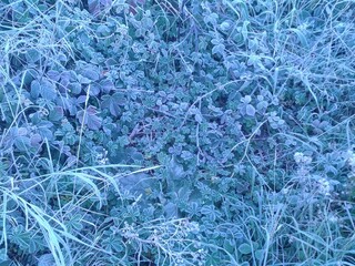 Maleza con escarcha